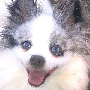 Meet your Posher, Posh